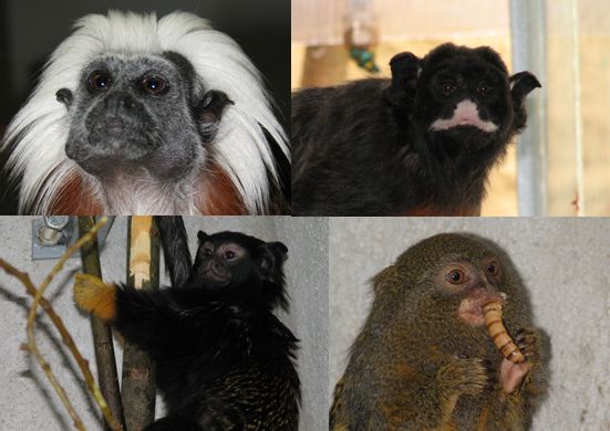 Nase opicky/ Our marmosets/ffinnen 